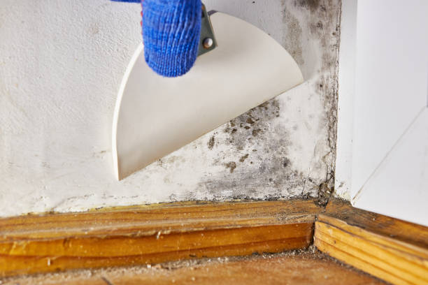 Best Mold Documentation for Insurance Claims  in Shorewood, IL