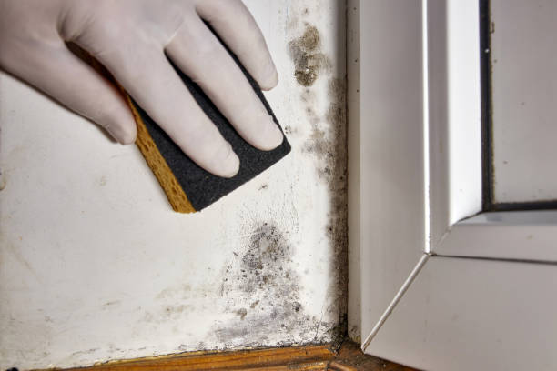 Best Commercial Mold Inspection  in Shorewood, IL