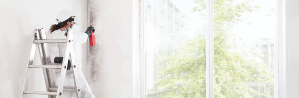 Best Basement Mold Removal  in Shorewood, IL